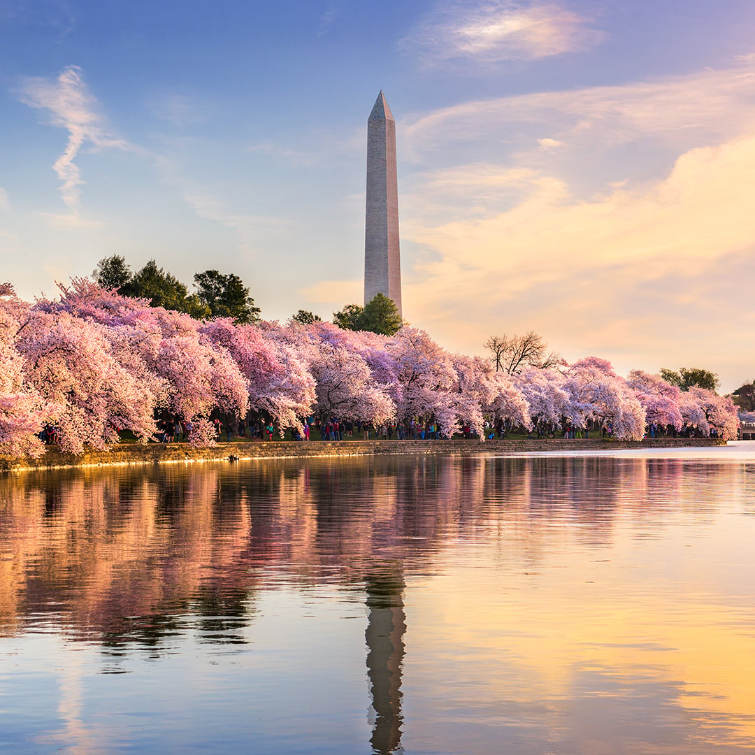 Washington Monument and cherry blossoms reflected in the Tidal Basin